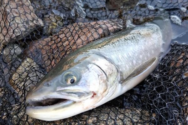 Oorverdovend onder water